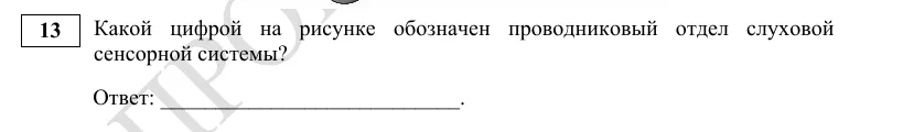 Задание 13 демоверсии ЕГЭ 2027 по биологии